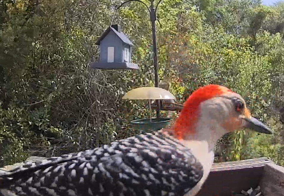 Birdaction tweet media