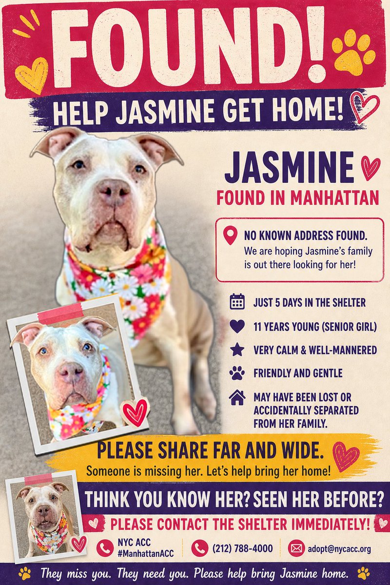 MSC1111's tweet image. Jasmine #250186 11Yrs. old F 63.8 lbs Manhattan ACC #LostDog #Adopt
