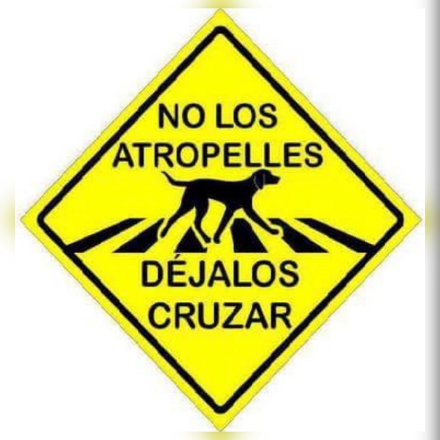 MadeInEcuador01's tweet image. #1DeMayo #WorldCup2026 #FIFAWorldCup #NoAlMaltratoAnimal 
#AnimalPlanet 🐶❤️🐱