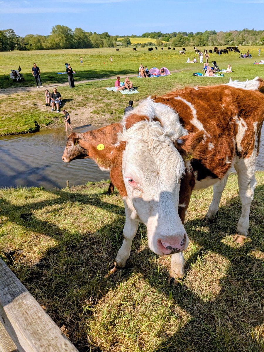 KatherinePathak's tweet image. Lovely day for a walk from Dedham to Flatford Mill 🌞🐮#Essex #Suffolk
