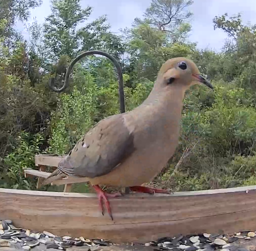 Birdaction tweet media