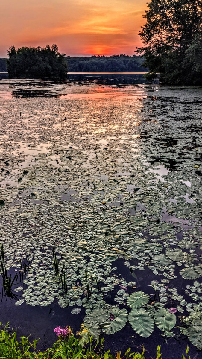 GSteffanos's tweet image. Lily pads and water grasses sunset, Scoville Reservoir, Wolcott, Connecticut. July 15, 2021, 8:08 PM.

#hiking #photography #outdoors #landscapephotography #nature #Connecticut #summer #forest #sunset #sunsetphotography #lake #summertime #wildflowers
