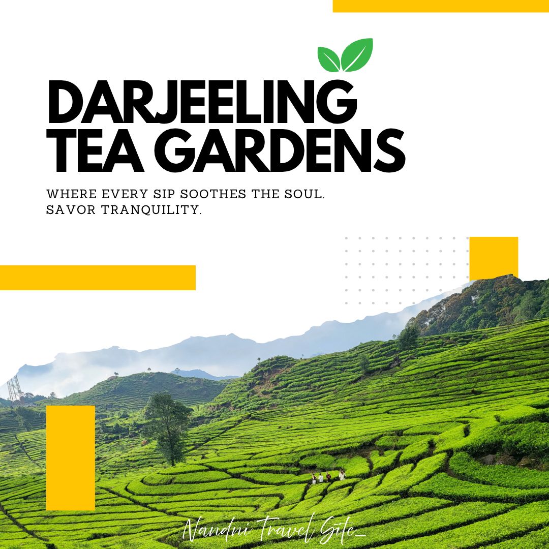 nandni_cha44122's tweet image. Sipping on tranquility in the heart of the Darjeeling Tea Gardens. 🍵💚 Every view is a postcard moment. 📸✨

#Darjeeling #TeaTime #TravelDiaries #Greenery #MountainViews #NandniTravelSite #PeacefulVibes