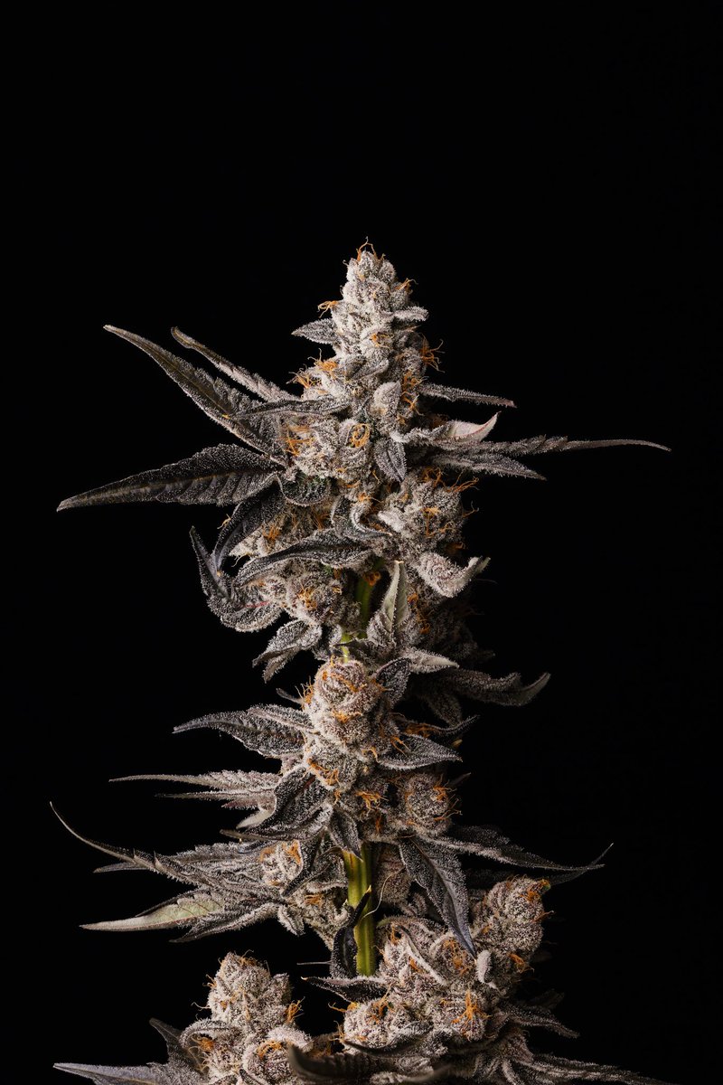 SeedJunky tweet media