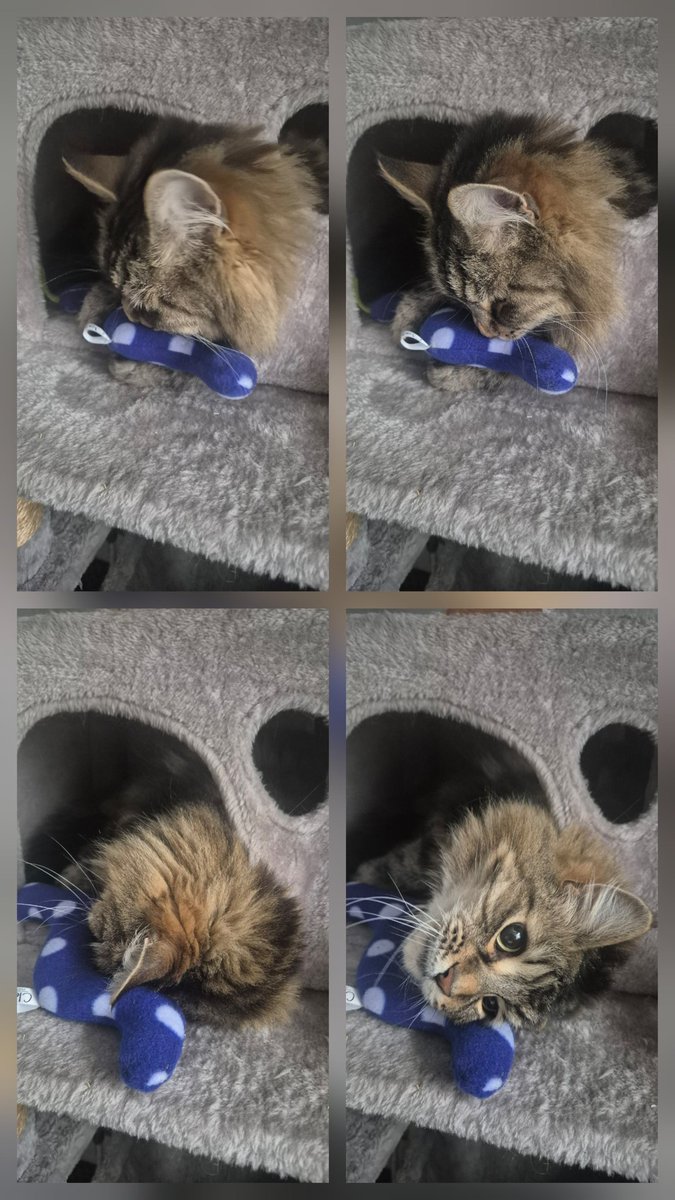 clasicats's tweet image. Stan is happy  I made him a 🐍you can have one too , just pop over to my shop clasicats.etsy.com/listing/145783…
#caturday 
#catsoftwitter
#catsontwitter
#catsonx
#catnip
#cstsoncatnip
#bestcattoys
#supportasmallbusiness
