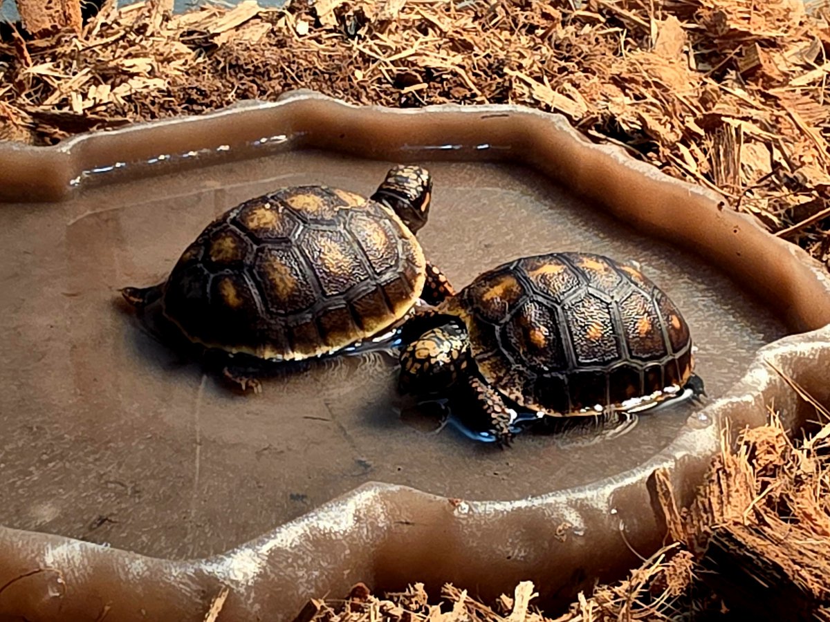 DJBOBBYPRO's tweet image. Time to sign off for the weekend 😎 
I hope everyone takes a moment to recharge those batteries! Take time for those you care about! Make life your choice #selfcare 
#family #redfoot #tortoise