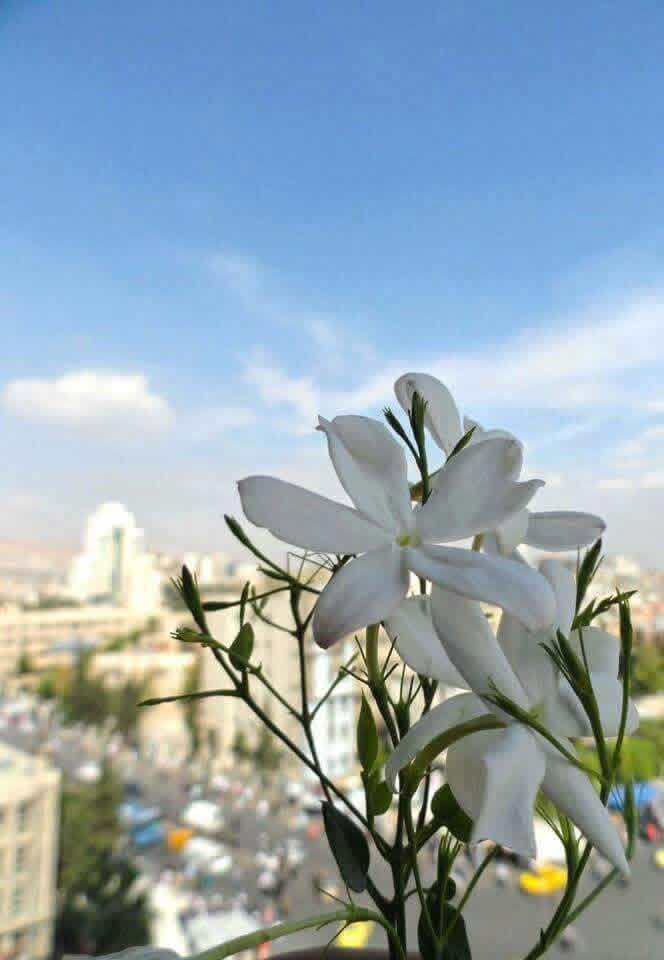 بطلت أصاحب إلا بكفاله🇾🇪 tweet media