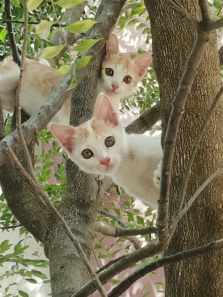 BunnieKat1962's tweet image. MeowUp! 
Good Morning! 
Have a Purrrfect Day! 
Happy
#Caturday 
#kittens
#cats