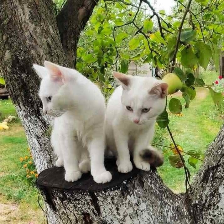 BunnieKat1962's tweet image. MeowUp! 
Good Morning! 
Have a Purrrfect Day! 
Happy
#Caturday 
#kittens
#cats