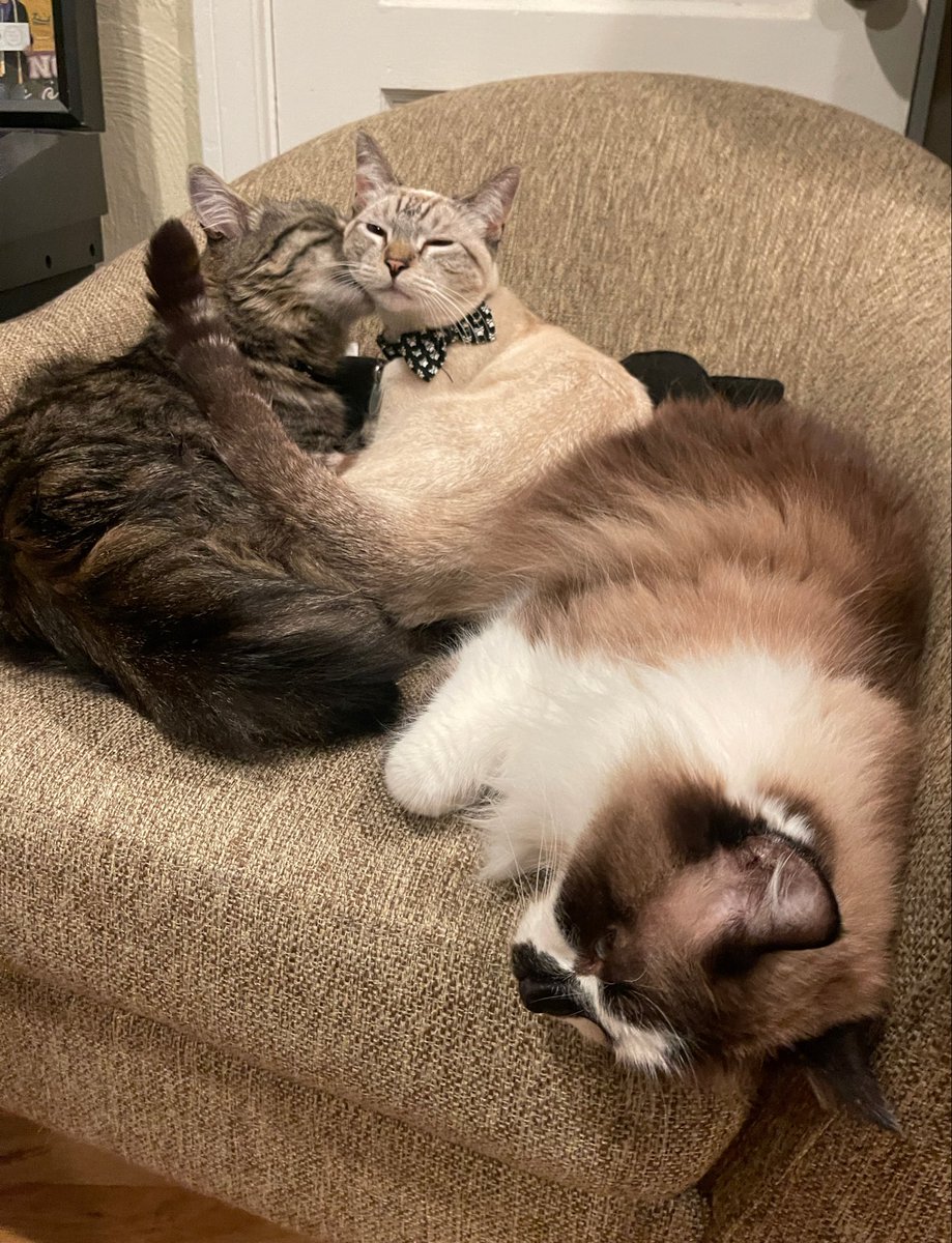 Andrea56822453's tweet image. It’s a cuddle puddle!🥰

Happy Caturday, everypaw!😽💕💕

#Caturday #CatsOfTwitter #CatsOfX