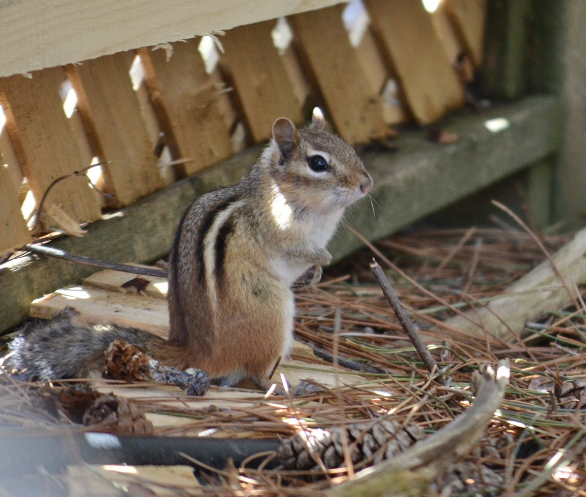 DrummerBoy2112's tweet image. A cute little chipmunk in the afternoon light and shadows.
#pei #nature #sunshine