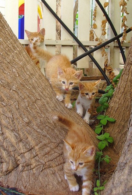 BunnieKat1962's tweet image. Happy
#Caturday 
#kittens 
#cats