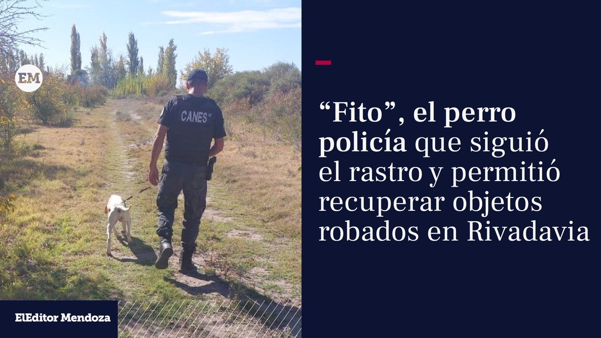 eleditormendoza's tweet image. 🐶 #Policiales | “Fito”, un perro de la Policía de #Mendoza, fue clave para recuperar elementos robados en Rivadavia.