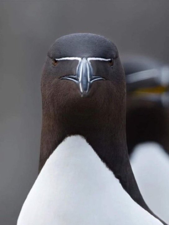 30MinMinistries's tweet image. This bird doesn’t migrate. He crusades…
😂

#christian #crusade #creationhumor