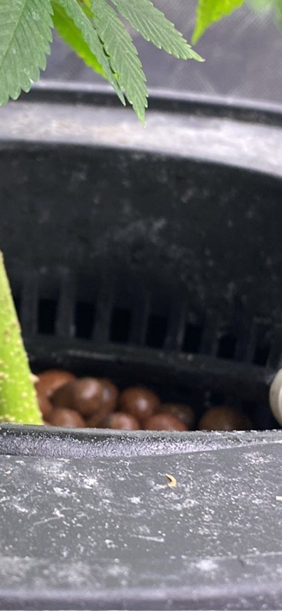new_grower's tweet image. Not enough clay pebbles. I also see another problem that could be causing you problems. You want all the slots to be covered in the net pot so light dosent get to the liquid in the rez. Light and water creates algea.
