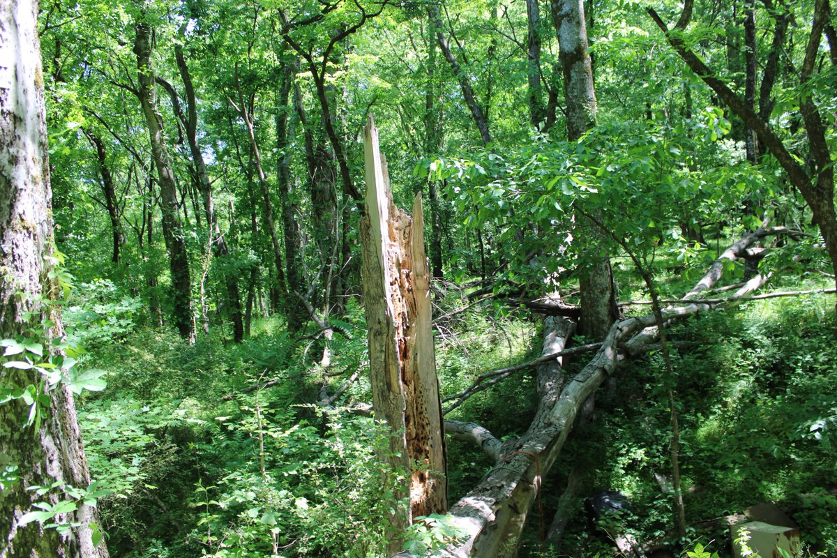 docsanderson's tweet image. #Scientists #Botany #ClimateCrisis #InvasiveSpecies @NatGeo @danpeckwx @HeartsofHeroes_ @Nature  G Mags Lizzie i #PeerReview Confirm your woodlands findings- i go further to show you the damage extends to structures of habitation- Carpenter Bees are viscious. Mwah Beautifuls Lee