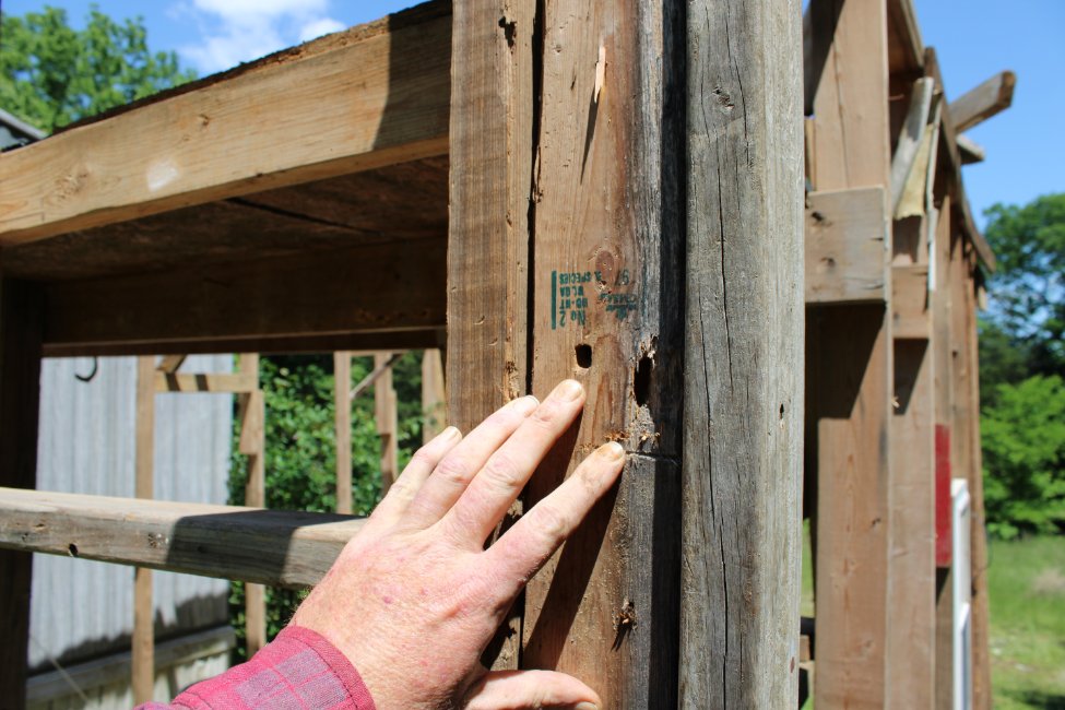 docsanderson's tweet image. #Scientists #Botany #ClimateCrisis #InvasiveSpecies @NatGeo @danpeckwx @HeartsofHeroes_ @Nature  G Mags Lizzie i #PeerReview Confirm your woodlands findings- i go further to show you the damage extends to structures of habitation- Carpenter Bees are viscious. Mwah Beautifuls Lee