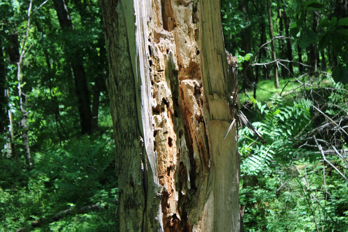 docsanderson's tweet image. #Scientists #Botany #ClimateCrisis #InvasiveSpecies @NatGeo @danpeckwx @HeartsofHeroes_ @Nature  G Mags Lizzie i #PeerReview Confirm your woodlands findings- i go further to show you the damage extends to structures of habitation- Carpenter Bees are viscious. Mwah Beautifuls Lee