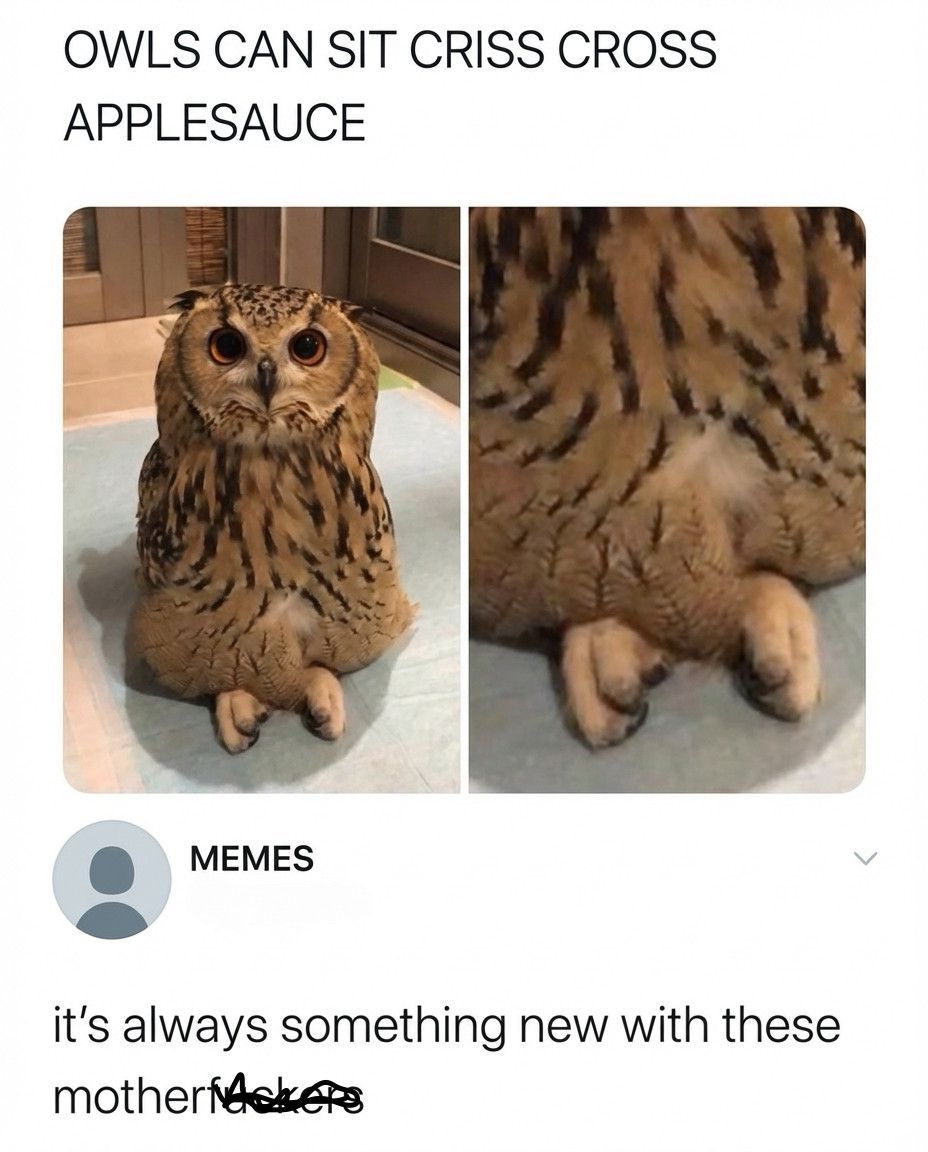 memes to save tweet media