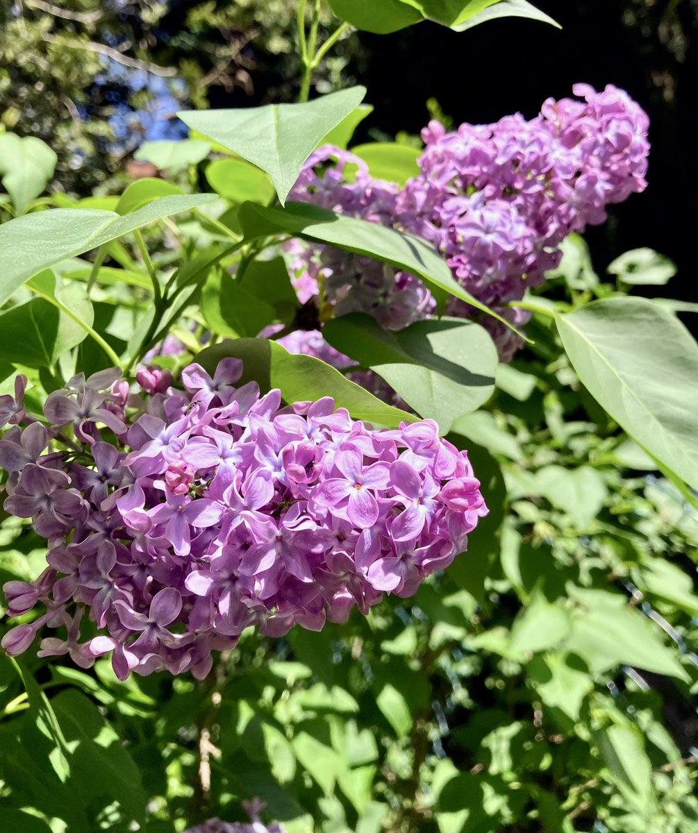 fbortigosa's tweet photo. Le temps des lilas https://t.co/4VHxetyqoK