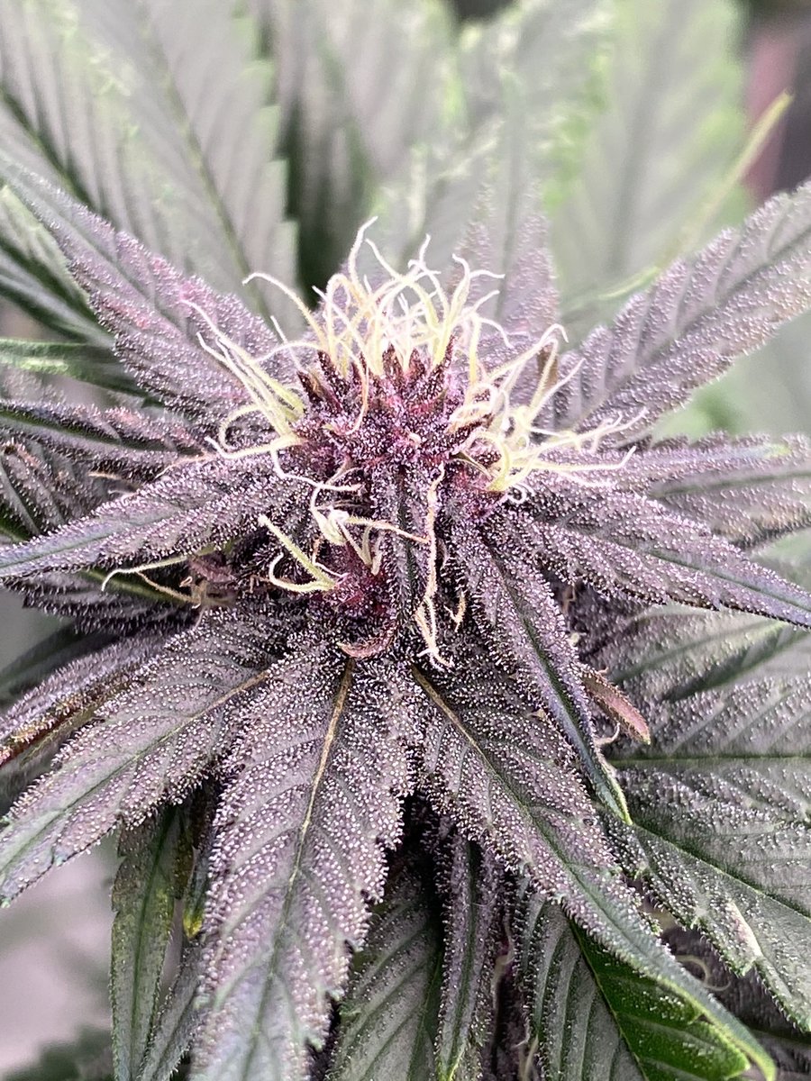 Canna Research tweet media