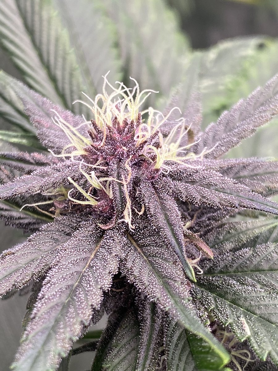 Canna Research tweet media