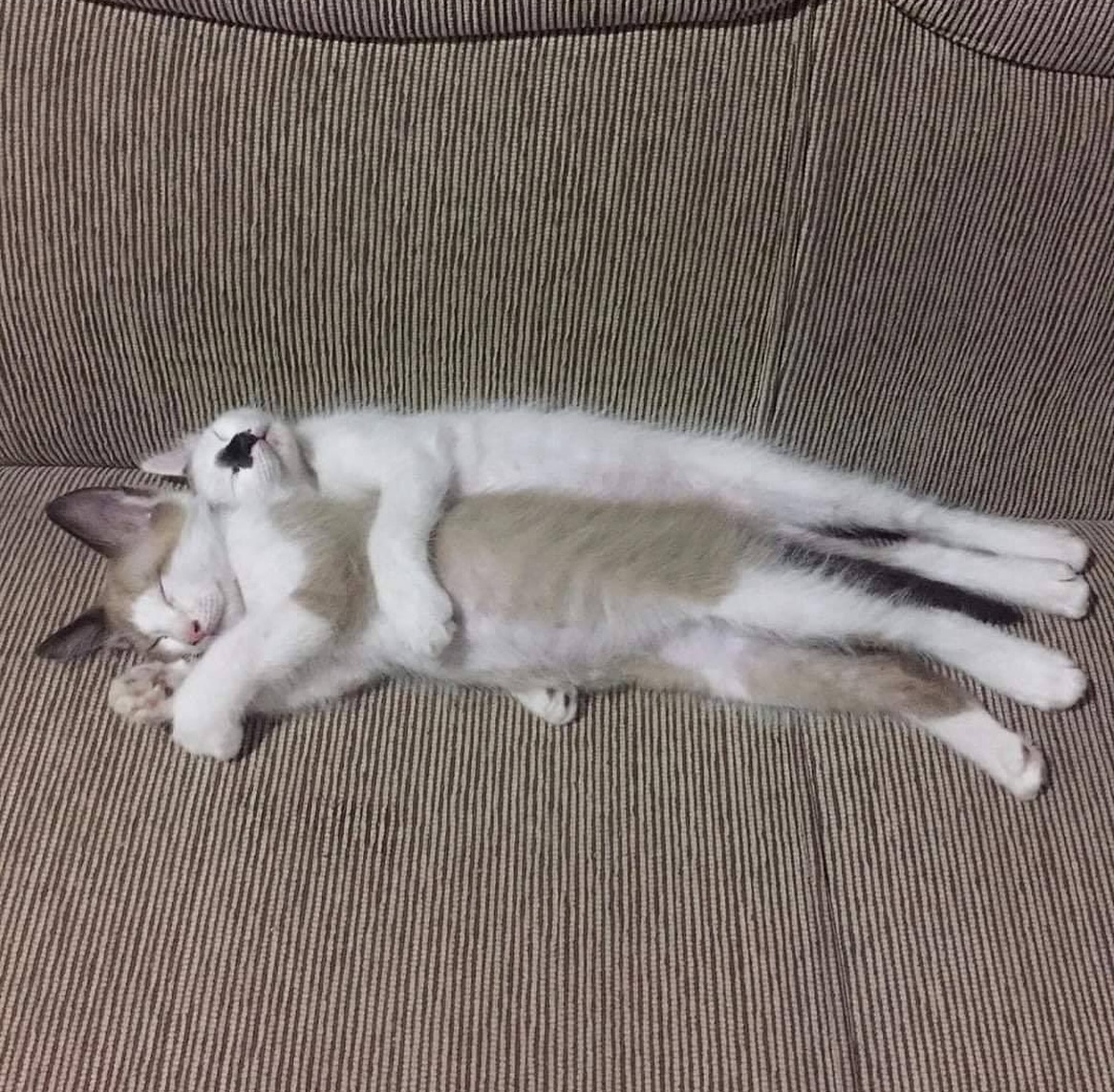 daily cats ♡ tweet media