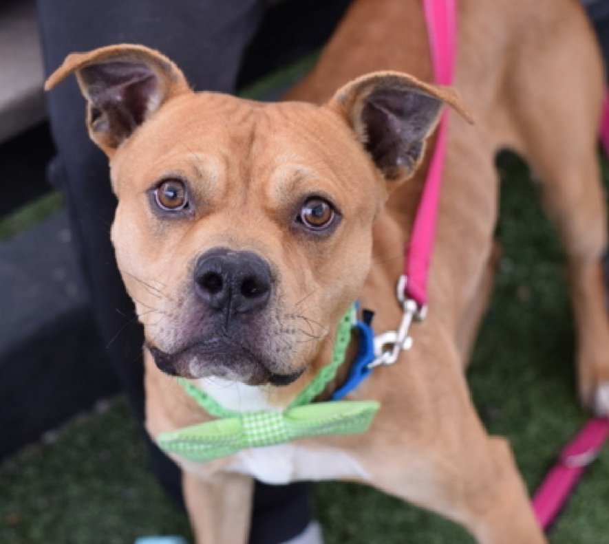MorgFairsdogs's tweet image. Tommy 248211
Kill Command 
#NYCACC #AdoptMe 
He is an adorable 2 yr old
Affectionate with staff 
Enthusiastic when greeting people
ok for kids 13+
Food and snack motivated 
Help save Tommy!
#Pledge4Rescue #foster #adopt 
#DogsofX