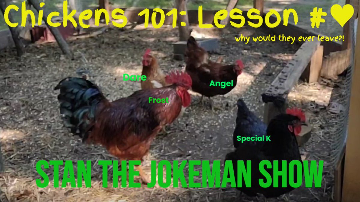 GrunewaldStan's tweet image. Chickens 101: Chickens Can be Trained followed by: 'Bad Cock' Rooster Punishment rumble.com/v79ay8y-chicke…  #raisingchickens #chickens #layinghens  MY CHICKENS ARE TRAINED MIGHTY FINE!  I don't even have to choke 'em!
@ChickensPoultry