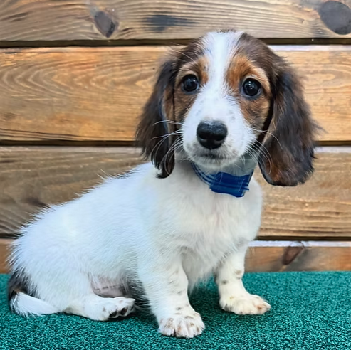 CITIPUPS's tweet photo. Whether you’re in Bentonville, Northwest Arkansas, New York City or beyond, we’re here to make your puppy search seamless, accessible, and fun. https://t.co/r7Z5sCxLpa