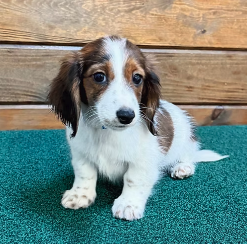 CITIPUPS's tweet photo. Whether you’re in Bentonville, Northwest Arkansas, New York City or beyond, we’re here to make your puppy search seamless, accessible, and fun. https://t.co/r7Z5sCxLpa