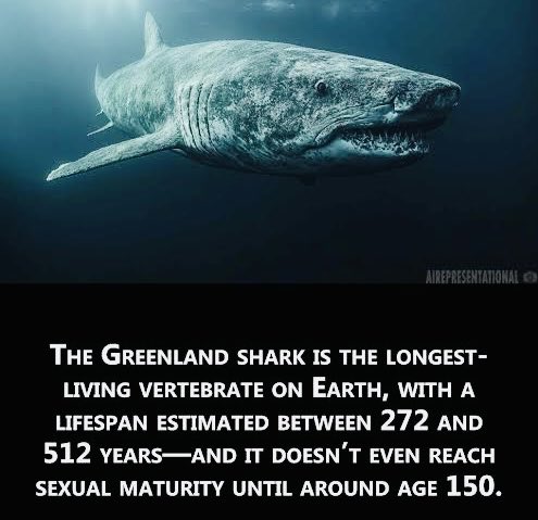 PANDEY334's tweet image. #Shark 🦈