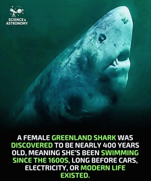 PANDEY334's tweet image. #Shark 🦈
