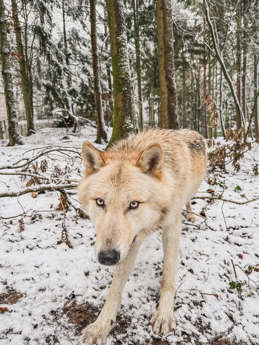 wolfempiree's tweet image. ❄️🐺 Der Winter ruft. Unsere Wölfe antworten 🎶 Fehlt nur noch Ihr – zum Mitheulen natürlich 😉 __________________________________________________________________ #wolf #wölfe #erlebediewölfe #wolves #loup