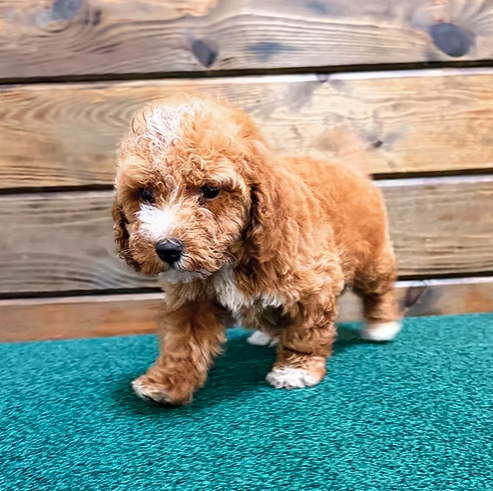 CITIPUPS's tweet photo. Whether you’re in Bentonville, Northwest Arkansas, New York City or beyond, we’re here to make your puppy search seamless, accessible, and fun. https://t.co/f7dP9FzWb3