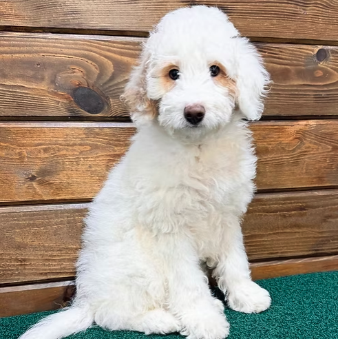 CITIPUPS's tweet photo. Whether you’re in Bentonville, Northwest Arkansas, New York City or beyond, we’re here to make your puppy search seamless, accessible, and fun. https://t.co/f7dP9FzWb3