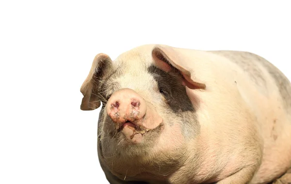 PatrioteInconnu 🟦⬜🟥☸🙏🖖😺🐮🦧🦒🐷🐹🐭🐔🐺 tweet media