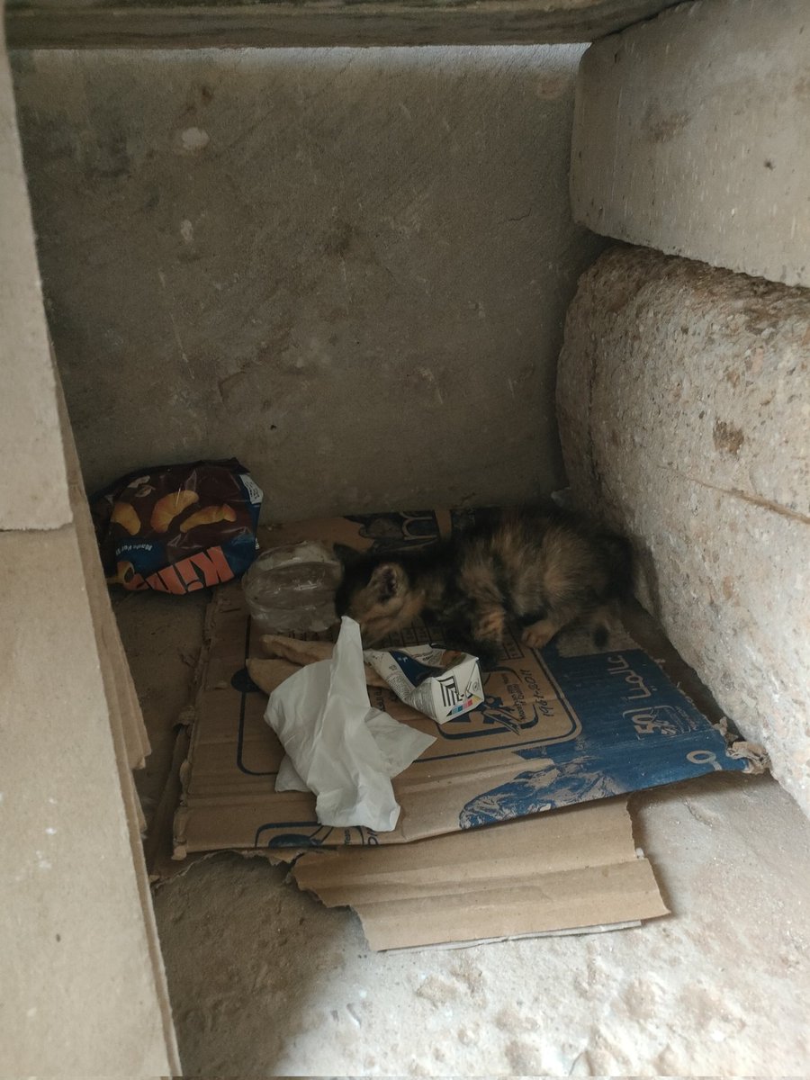 youssef10joe's tweet photo. احله قطه نورتنا القسم و الله 🐱🤍 https://t.co/ZiTNjNjBc6