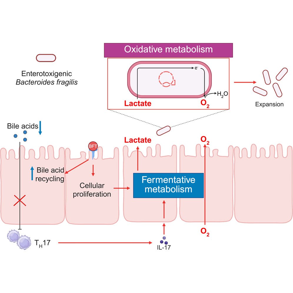 MicrobesInfect's tweet image. An anaerobic pathogen rewires host #metabolism to fuel oxidative growth in the inflamed gut.

ETBF uses its toxin to reshape epithelial metabolism, creating a local oxidative niche that fuels its gut colonization.

sciencedirect.com/science/articl… #OpenAccess #inflammation #microbiology