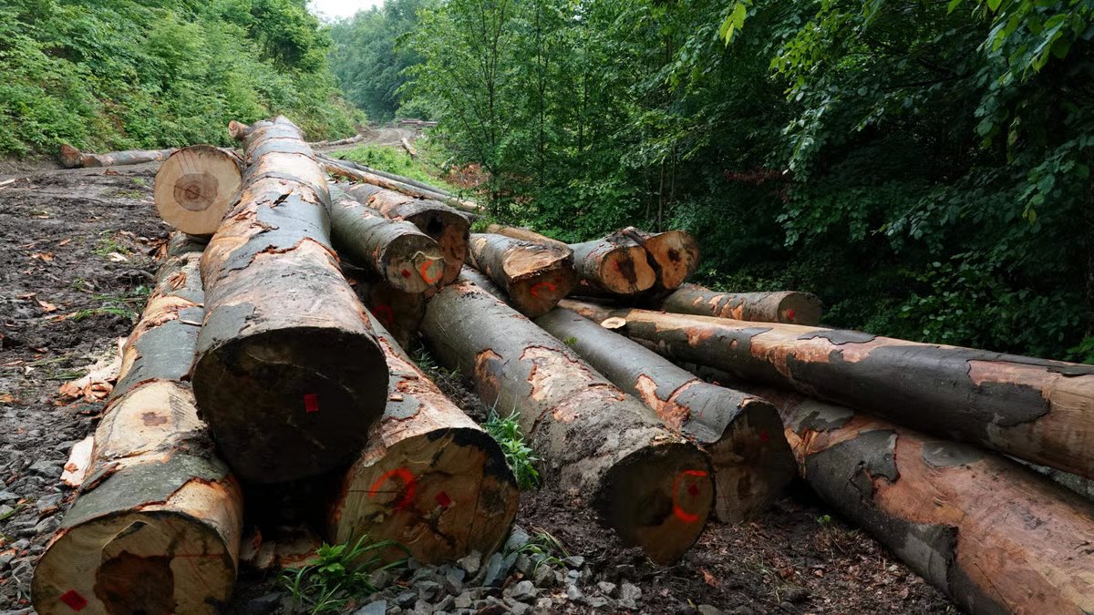 brave_romania's tweet photo. 🇷🇴 Environment Minister Diana Buzoianu has fired the head of the Bucharest Forestry Guard after he threatened a journalist with aggressive messages.

Zero tolerance for abuse of power. https://t.co/mXrdU0lKzq