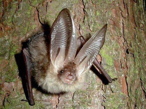 GhouliaChilds's tweet photo. Happy #Baturday! (*Ozark Big-Eared Bat) 🦇 https://t.co/DOHyXQoWQP