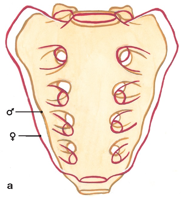 Pasión por la Anatomía tweet media