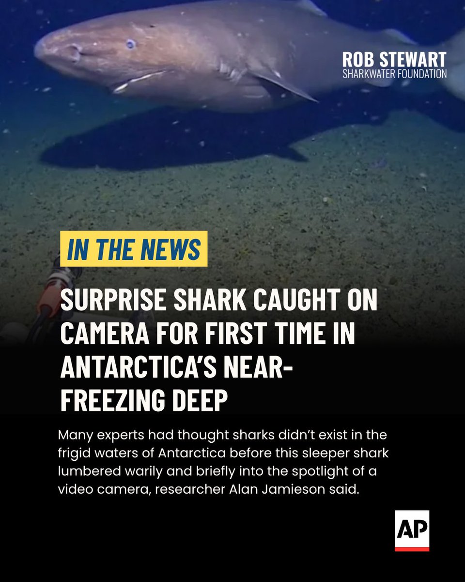 Fin Free tweet media