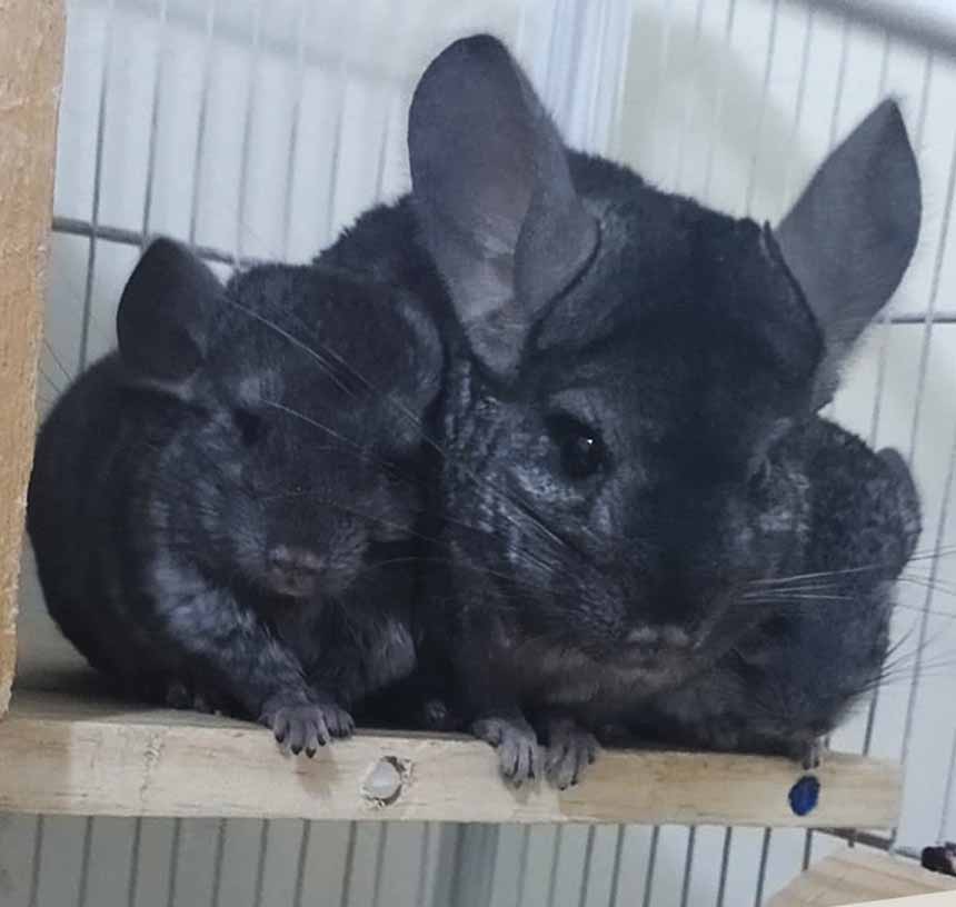 Chinchilla Every Hour (and a half) tweet media