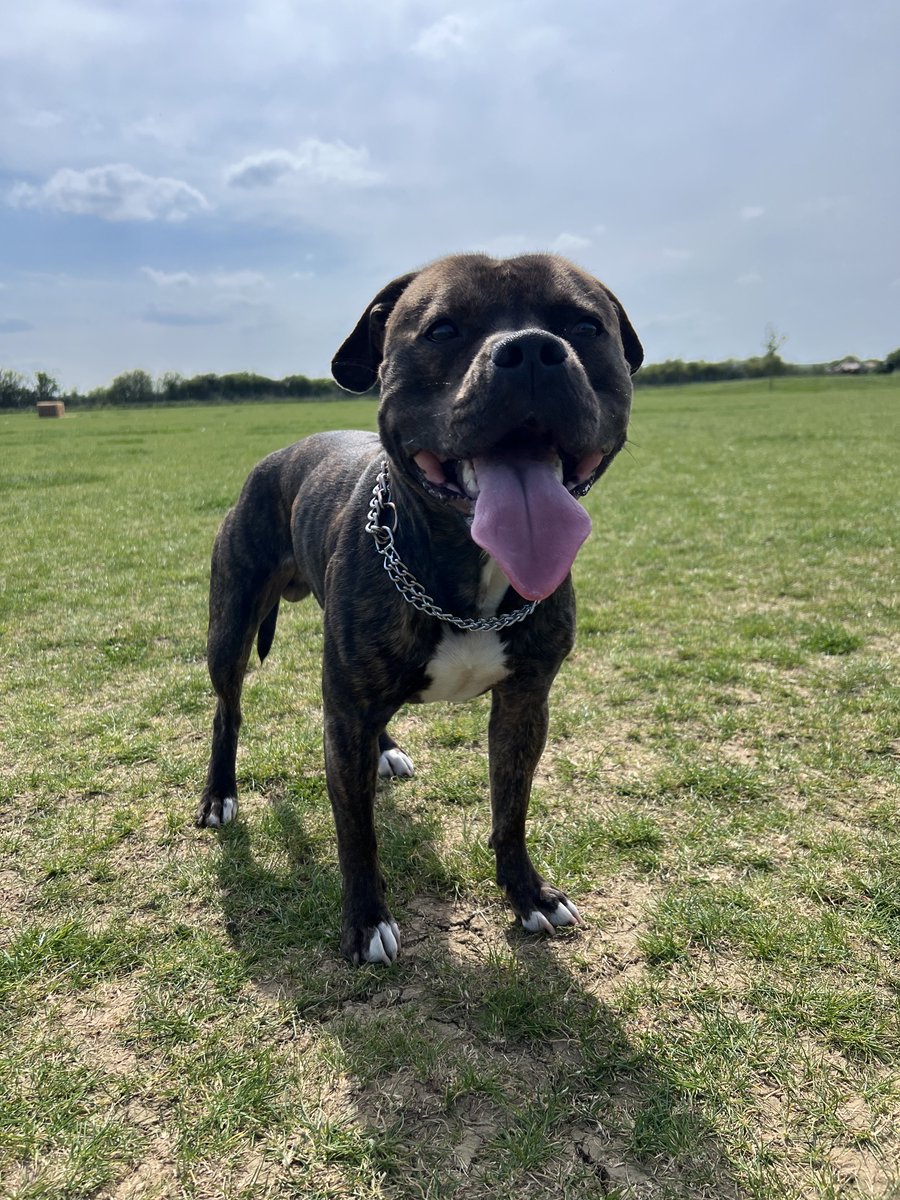 Joo72Julie's tweet image. Had this little sausage nearly one year and he has really grown up into a big beautiful boy ❤️❤️❤️

#dogs #staffie