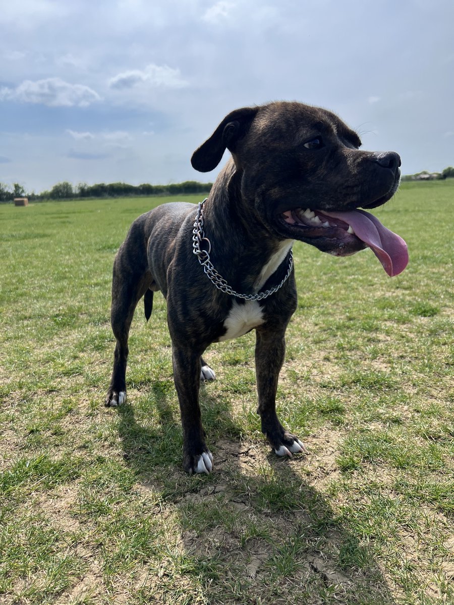 Joo72Julie's tweet image. Had this little sausage nearly one year and he has really grown up into a big beautiful boy ❤️❤️❤️

#dogs #staffie