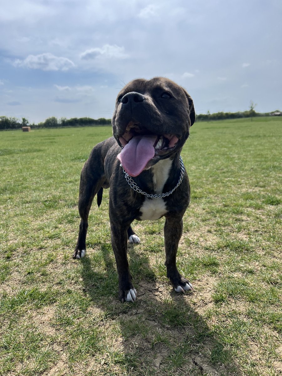 Joo72Julie's tweet image. Had this little sausage nearly one year and he has really grown up into a big beautiful boy ❤️❤️❤️

#dogs #staffie