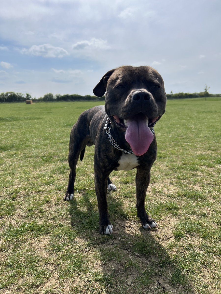 Joo72Julie's tweet image. Had this little sausage nearly one year and he has really grown up into a big beautiful boy ❤️❤️❤️

#dogs #staffie