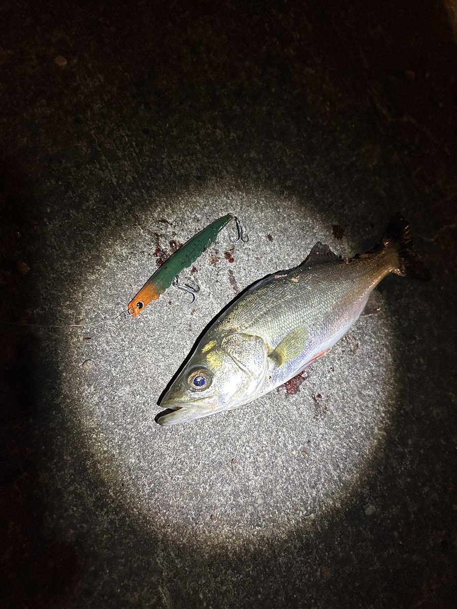 高一チャリアングラー🎣🚲🐟 tweet media