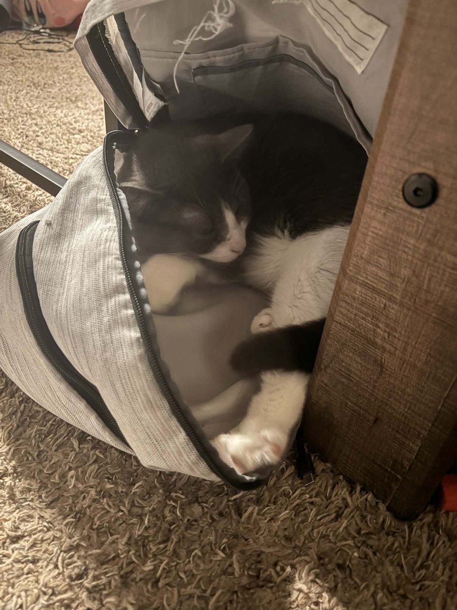 authorldeluca's tweet image. Look at this little stowaway trying to hitch a ride to school with my son. 😅 #catsoftwitter #cats #catslovers